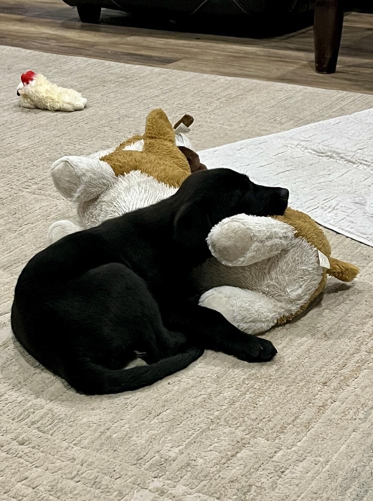 Enlarge David / Stormy, a Adoptable mixed breed in Broomfield, CO image 2/6