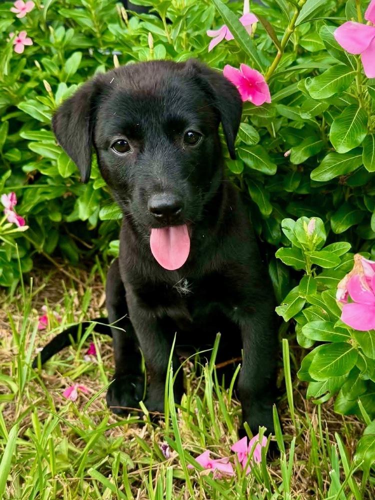 Enlarge David / Stormy, a Adoptable mixed breed in Broomfield, CO image 5/6