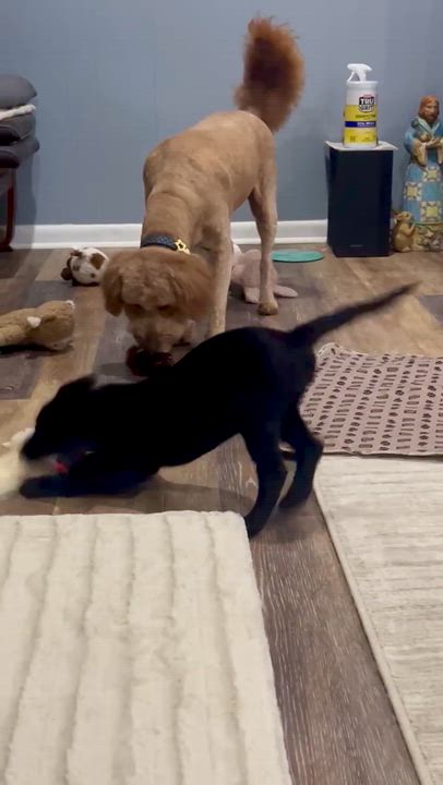 Enlarge David / Stormy, a Adoptable mixed breed in Broomfield, CO video 6/6