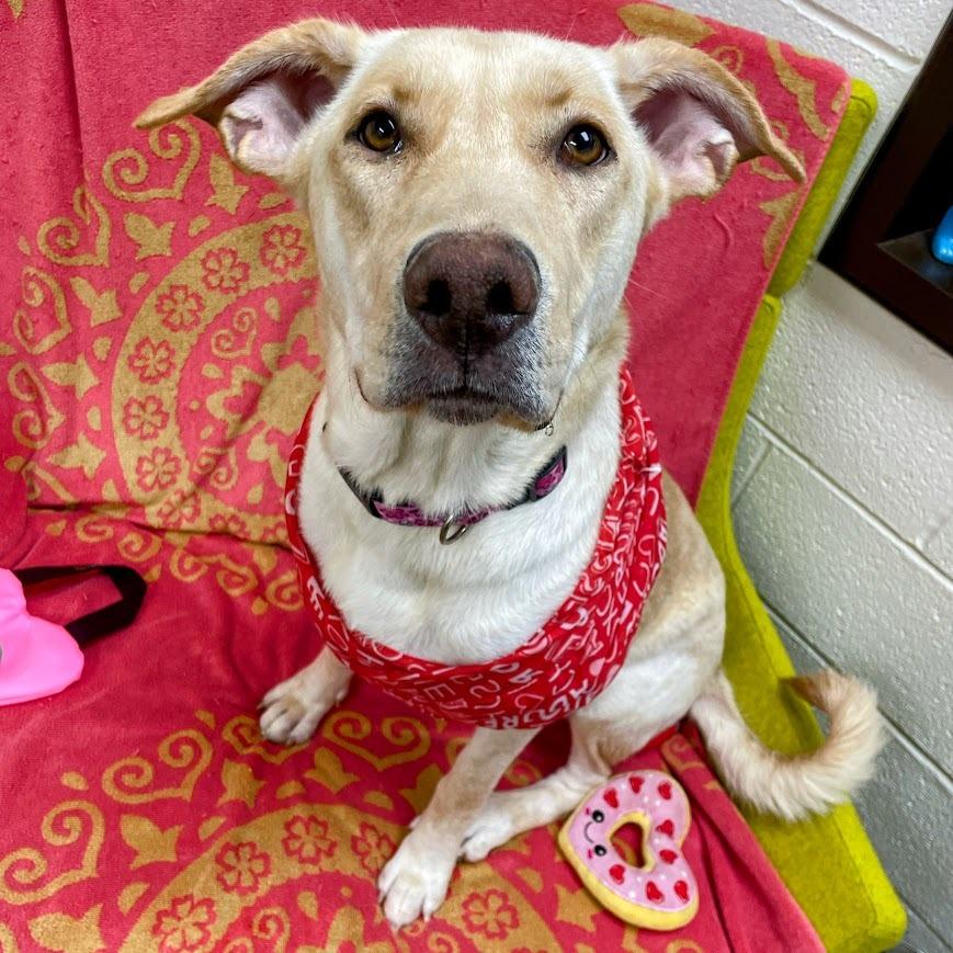 Layla — thumbnail 2