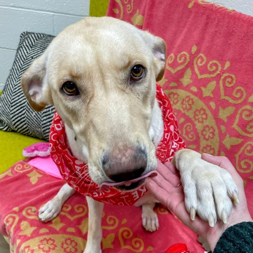 Layla — thumbnail 3