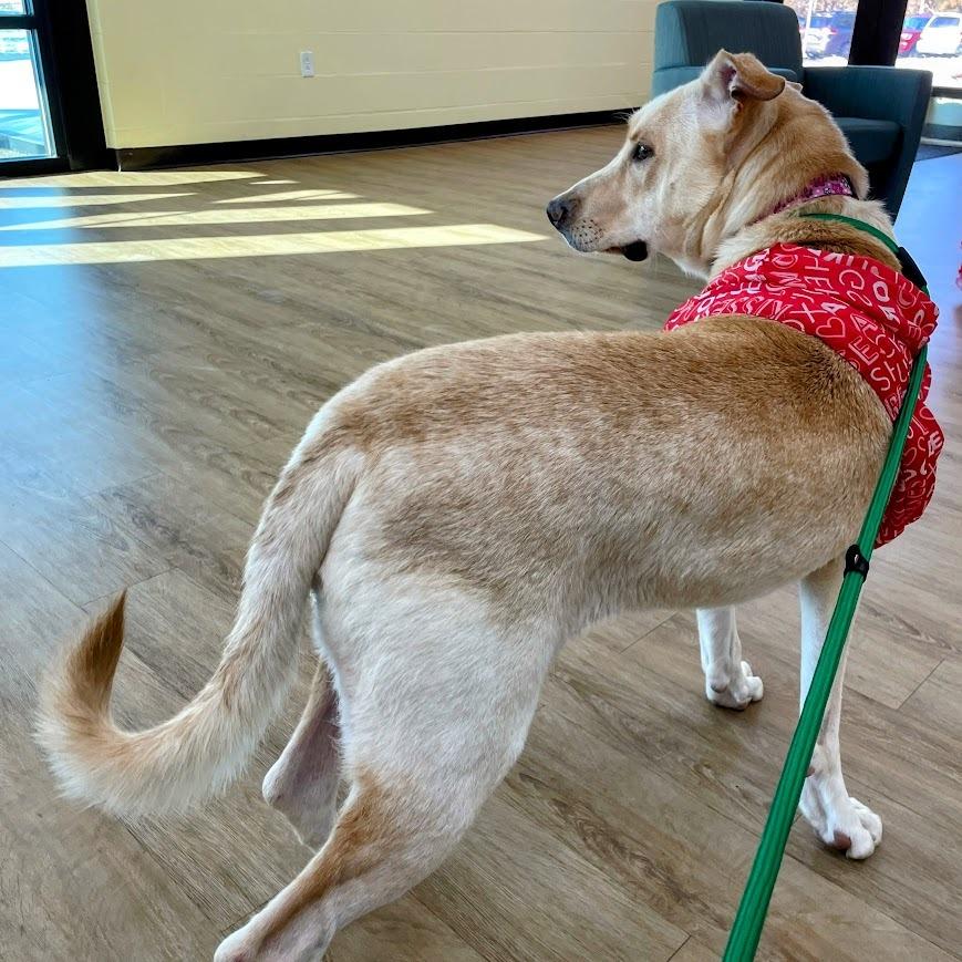 Layla — thumbnail 5