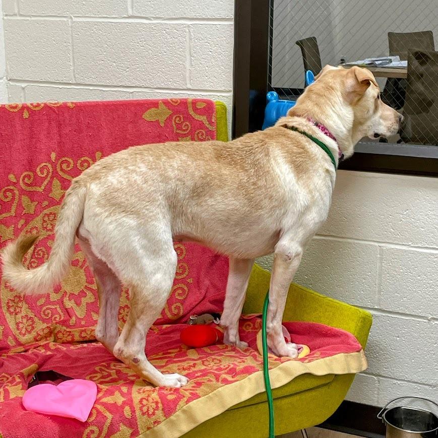 Layla — thumbnail 6