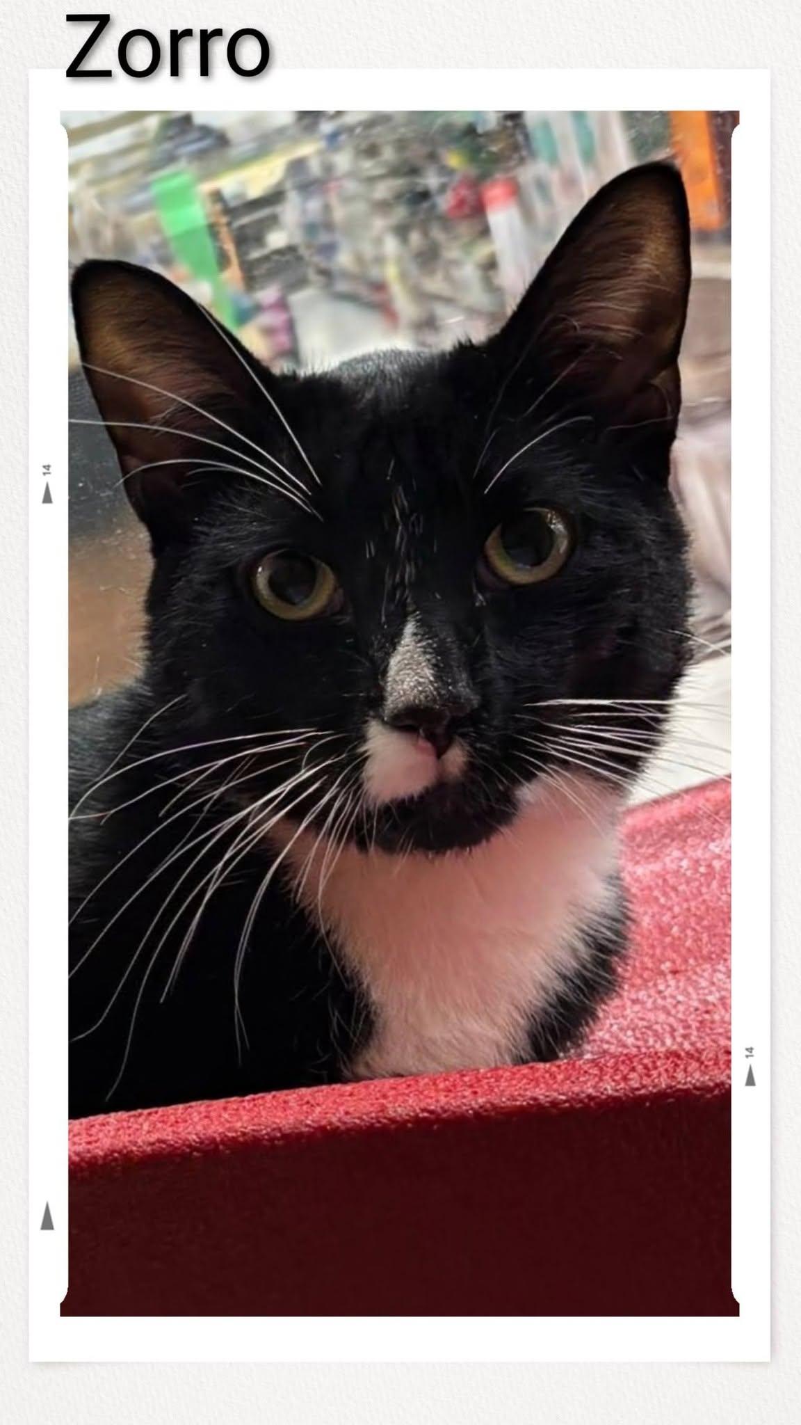 Zorro, Adoptable, Young Male Domestic Short Hair.