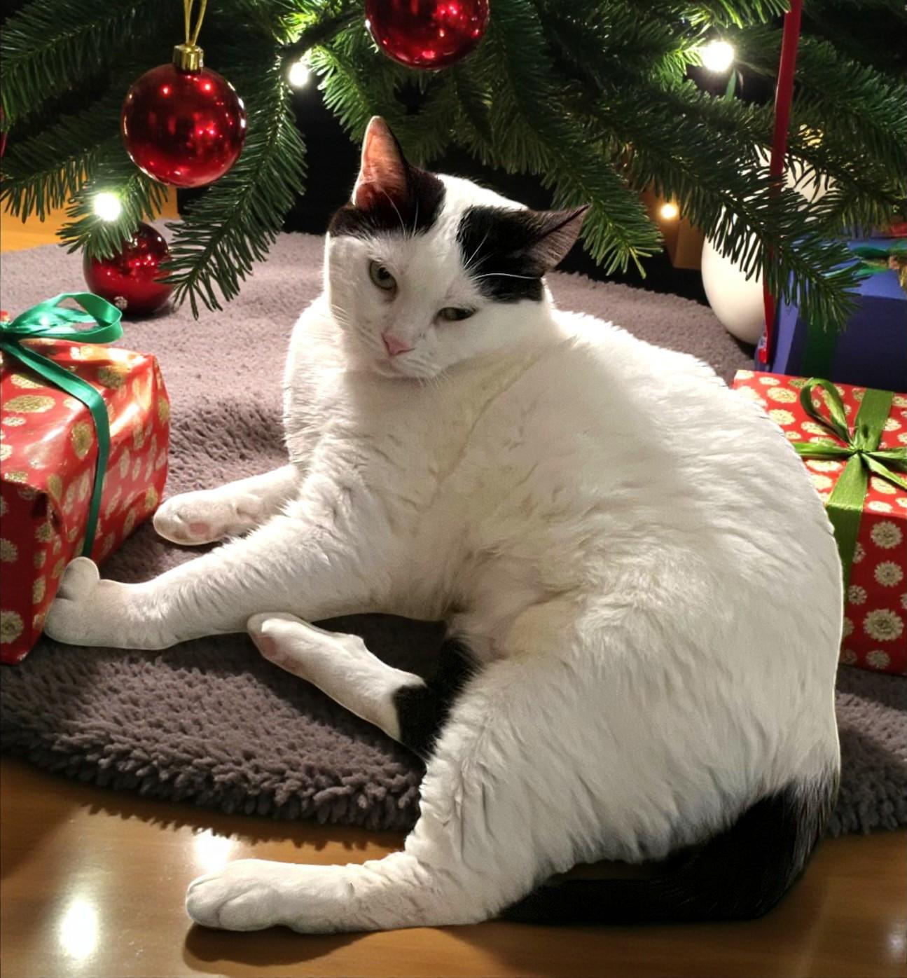 Lulu, Adoptable, Adult Female Tuxedo.