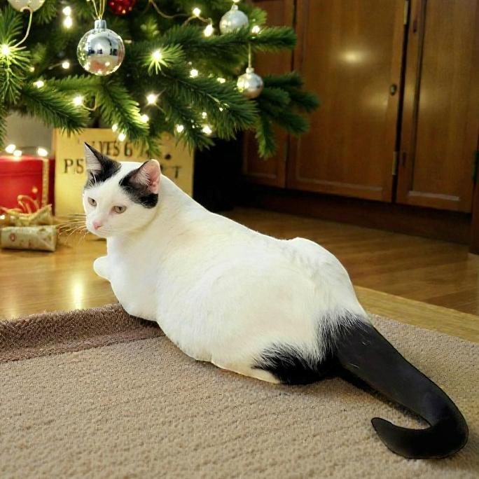 Lulu, a Adoptable Tuxedo in Hillsboro, TX image 2/6