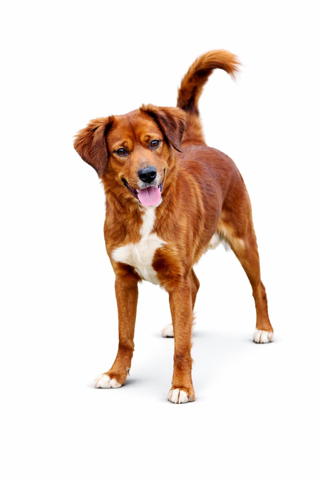 Enlarge Paris, a Adoptable mixed breed in SYLVANIA, GA image 3/6