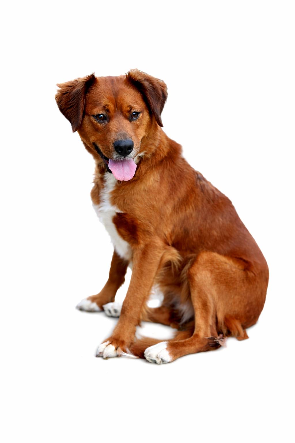 Enlarge Paris, a Adoptable mixed breed in SYLVANIA, GA image 1/6