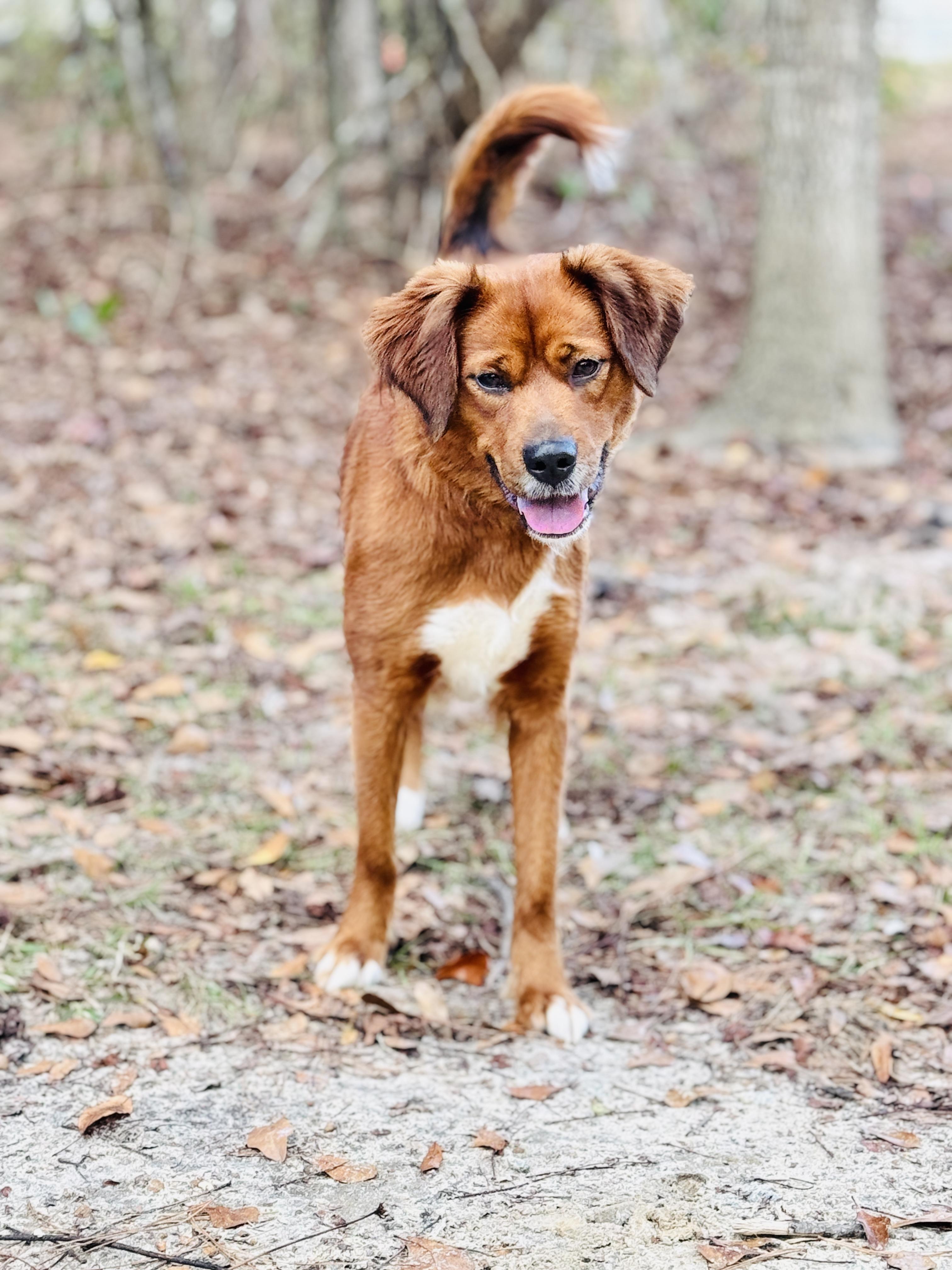Enlarge Paris, a Adoptable mixed breed in SYLVANIA, GA image 4/6