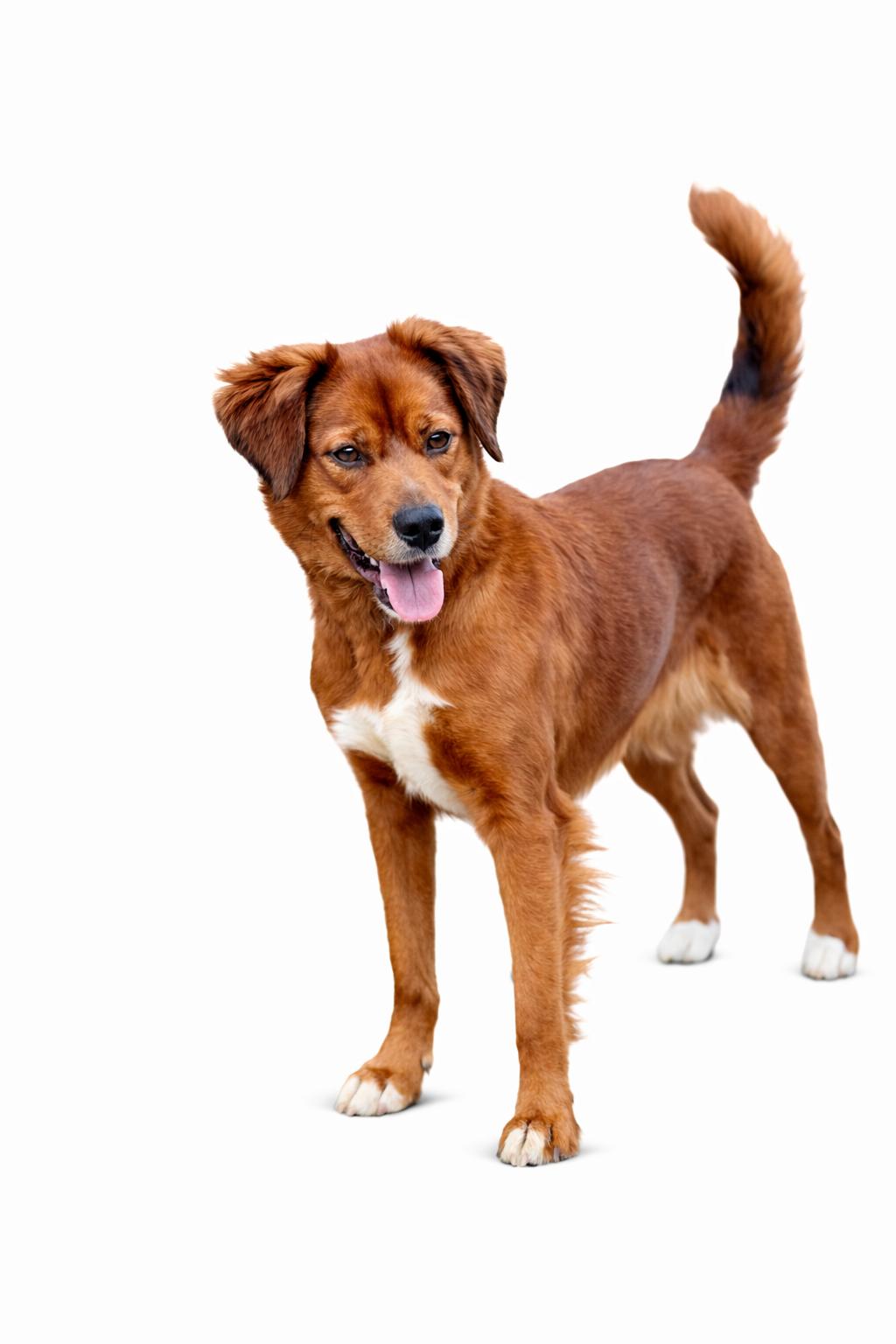 Enlarge Paris, a Adoptable mixed breed in SYLVANIA, GA image 2/6