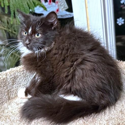 Captain Fluffy  Maine