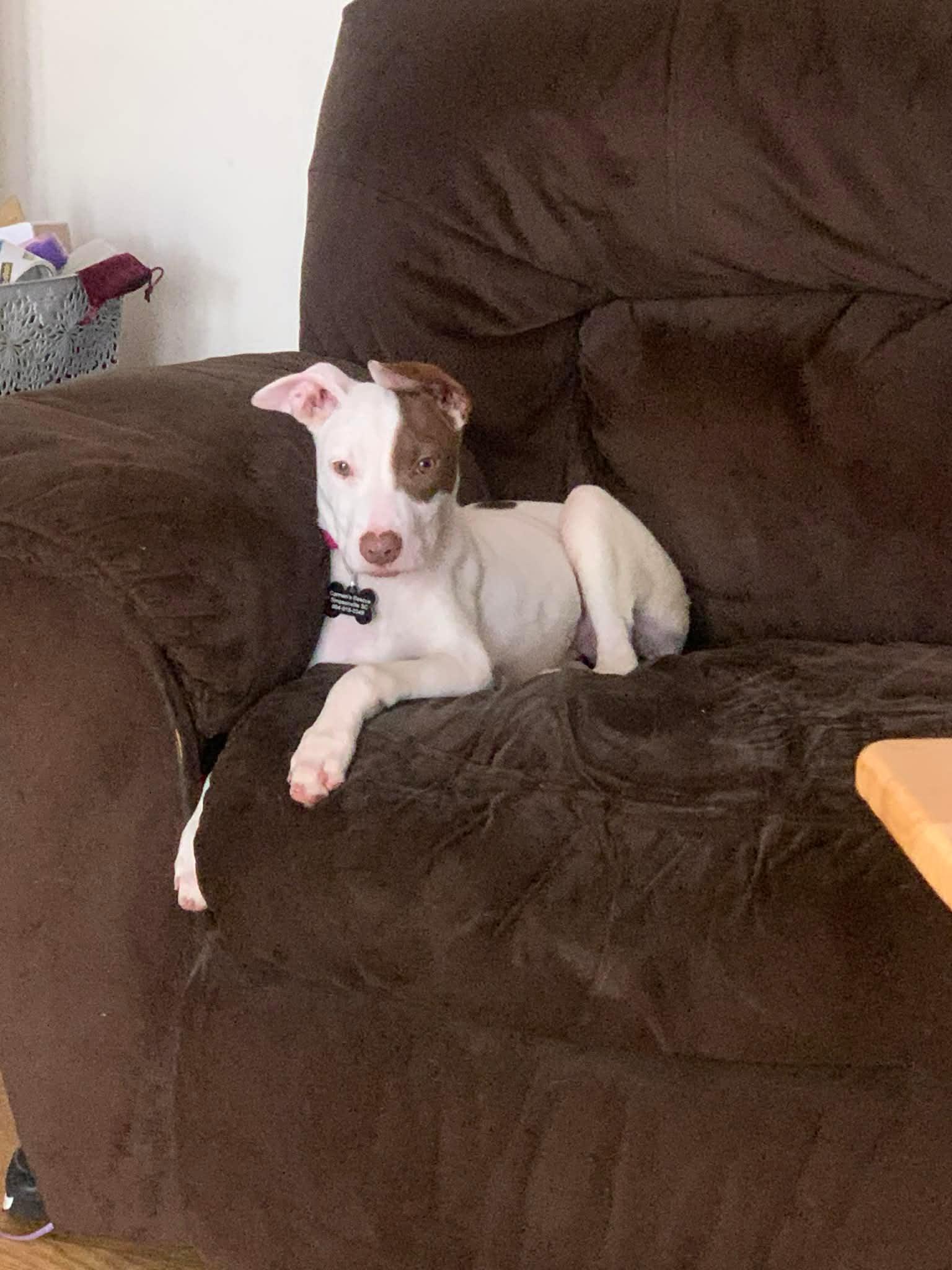 Enlarge Nova, a ADOPTABLE mixed breed in Douglas, MA image 5/5