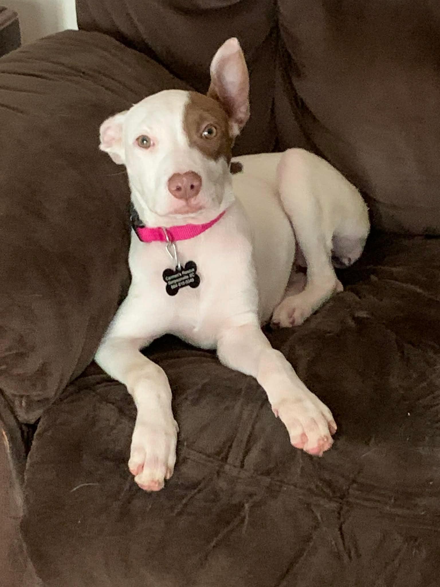 Nova, ADOPTABLE, Puppy Female Mixed Breed.