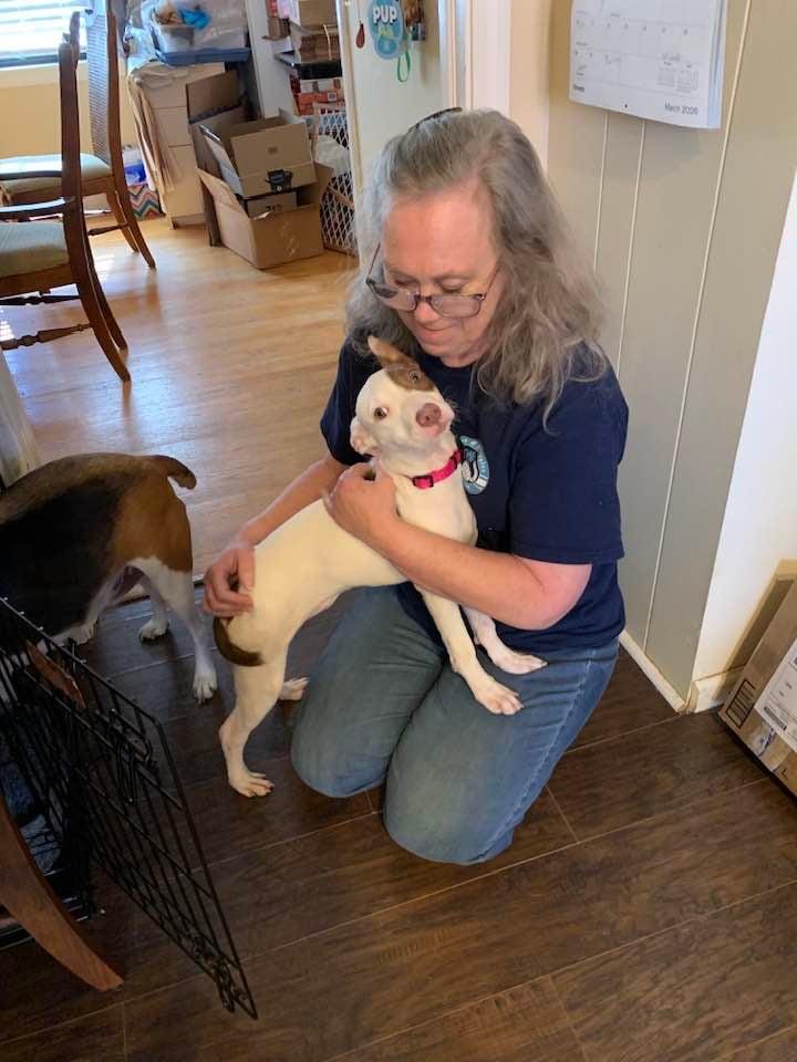 Enlarge Nova, a ADOPTABLE mixed breed in Douglas, MA image 2/5