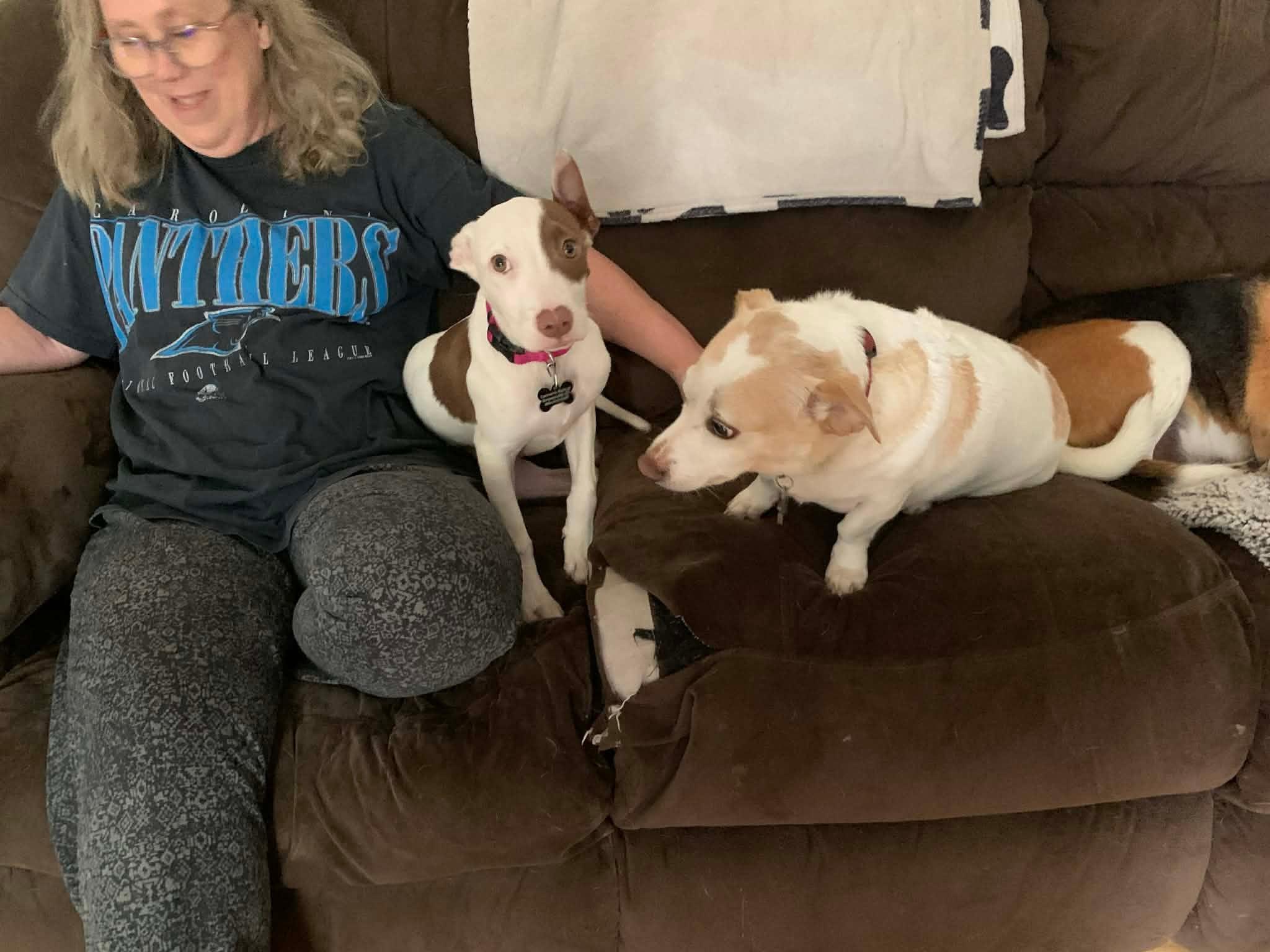 Enlarge Nova, a ADOPTABLE mixed breed in Douglas, MA image 4/5