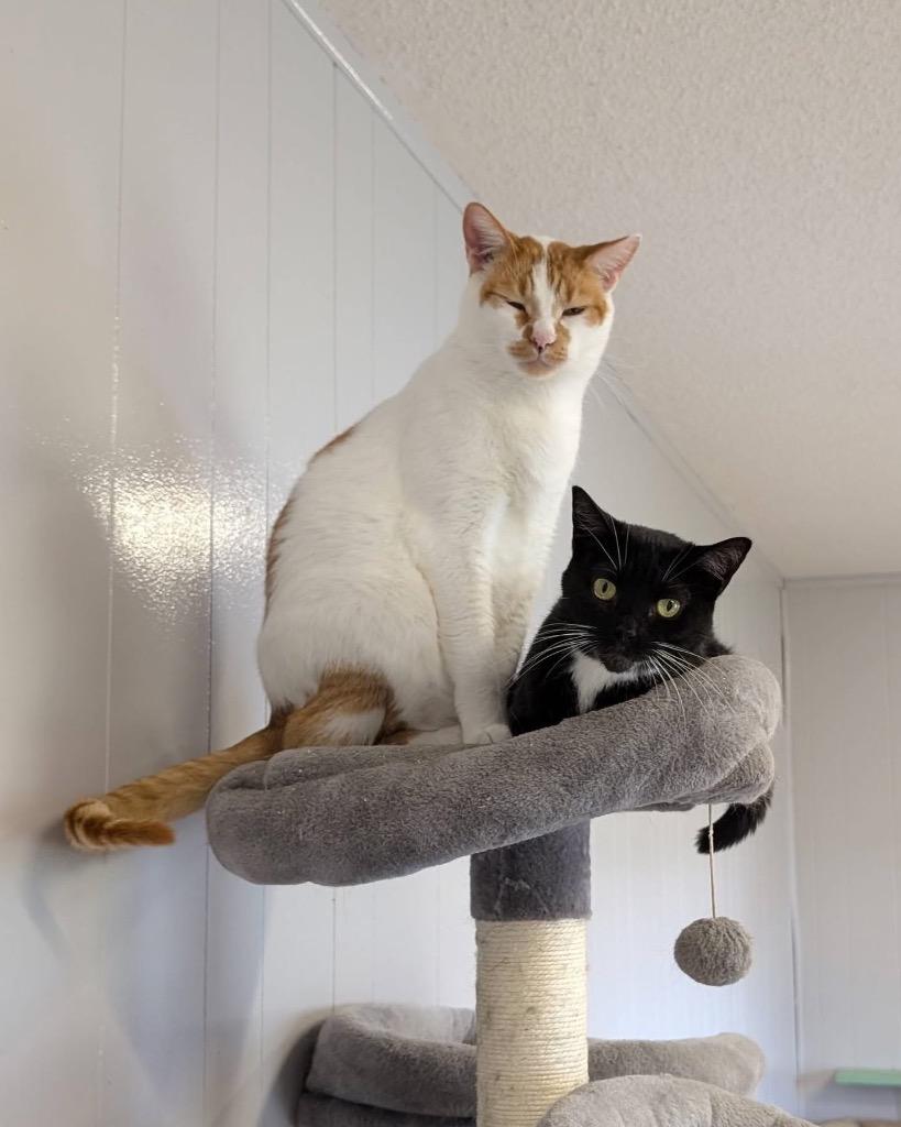 Enlarge Chips, a Adoptable mixed breed in Portland, IN image 3/4