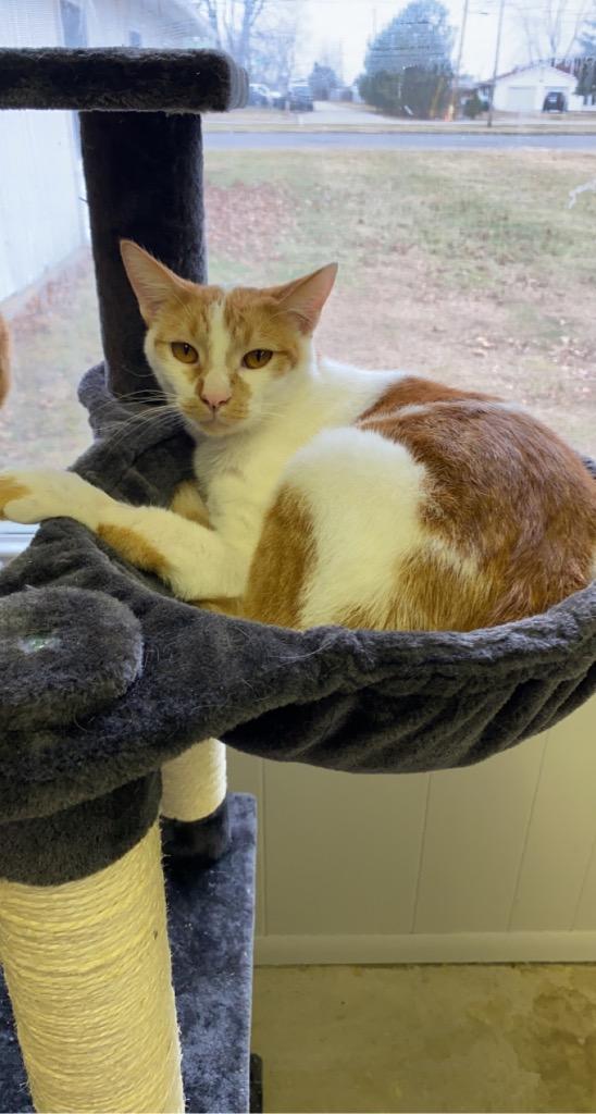 Enlarge Chips, a Adoptable mixed breed in Portland, IN image 4/4