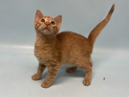 Lloyd, Adoptable, Kitten Male Domestic Short Hair & Domestic Short Hair.