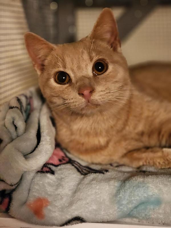 Orange Fizz, ADOPTABLE, Young Male Domestic Short Hair.
