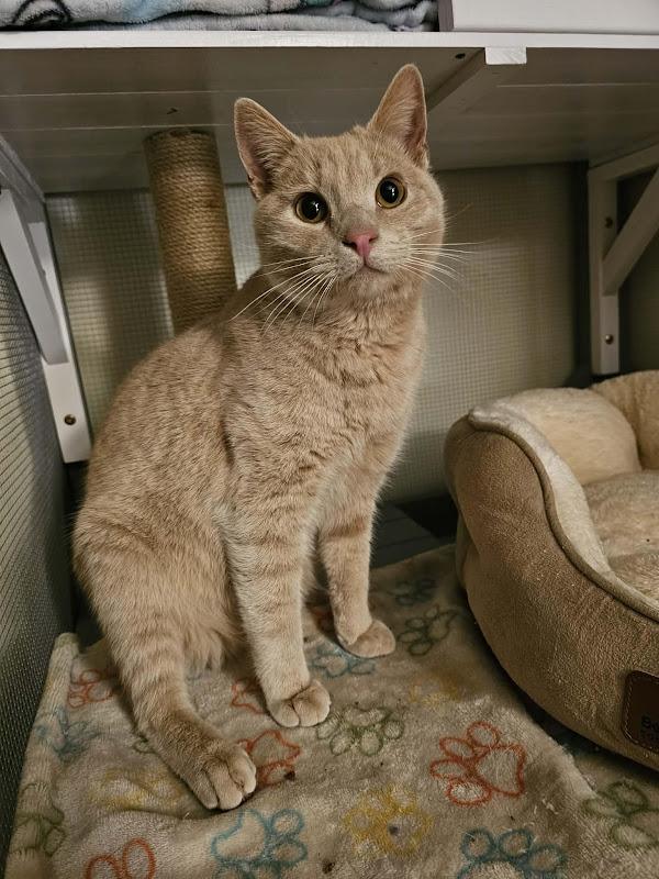 Orange Fizz, a ADOPTABLE Domestic Short Hair in Johnson City, TN image 3/3