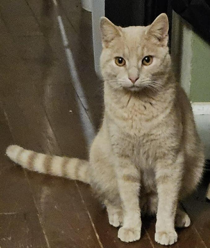 Orange Fizz, a ADOPTABLE Domestic Short Hair in Johnson City, TN image 2/3