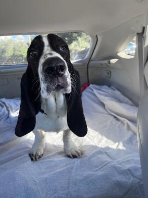 Chowder, ADOPTABLE, Young Male Basset Hound.