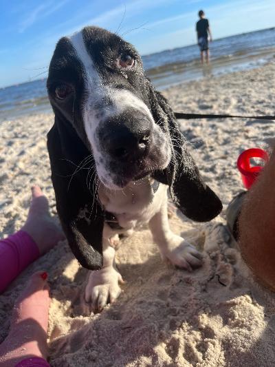 Enlarge Chowder, a ADOPTABLE Basset Hound in Auburndale, FL image 2/2