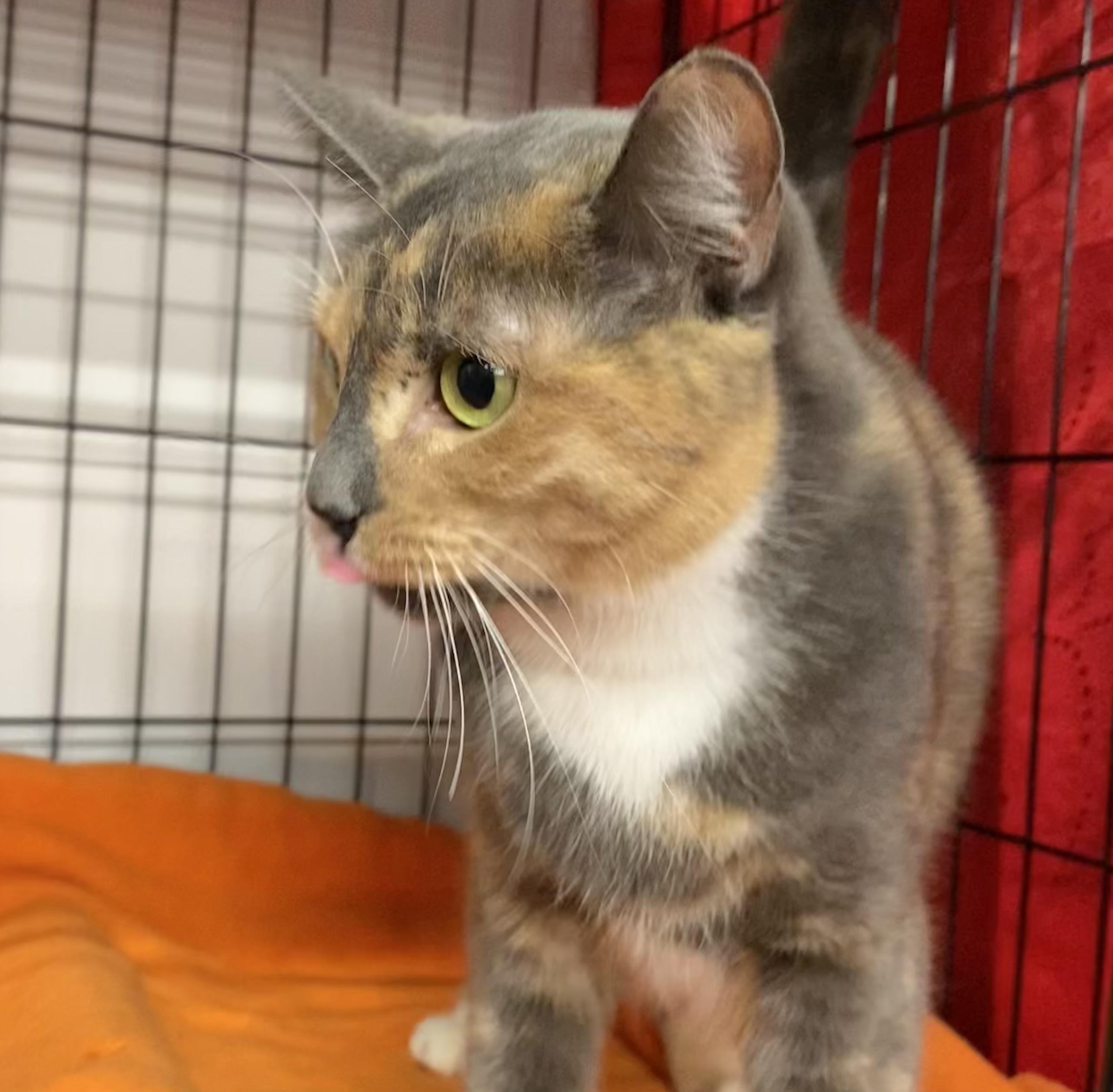 Enlarge Camomile, an adopted American Shorthair in Vallejo, CA image 3/3