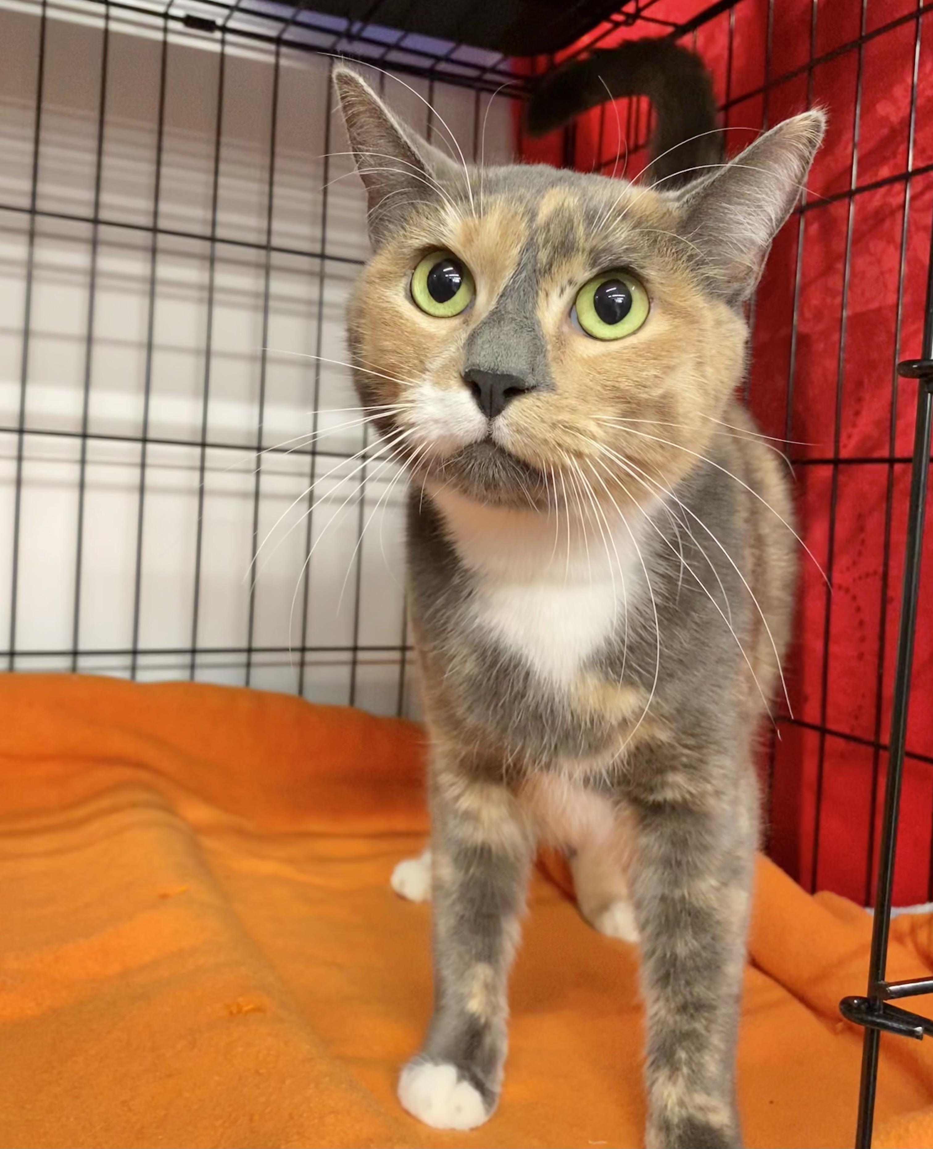 Camomile, adopted, Young Female American Shorthair.