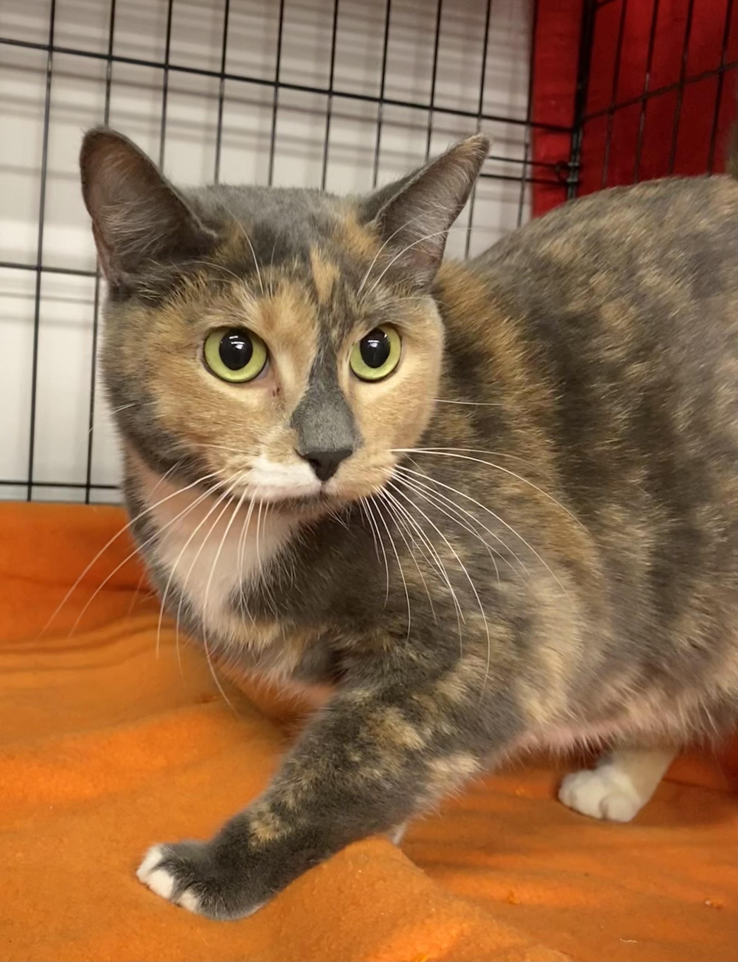 Enlarge Camomile, an adopted American Shorthair in Vallejo, CA image 2/3