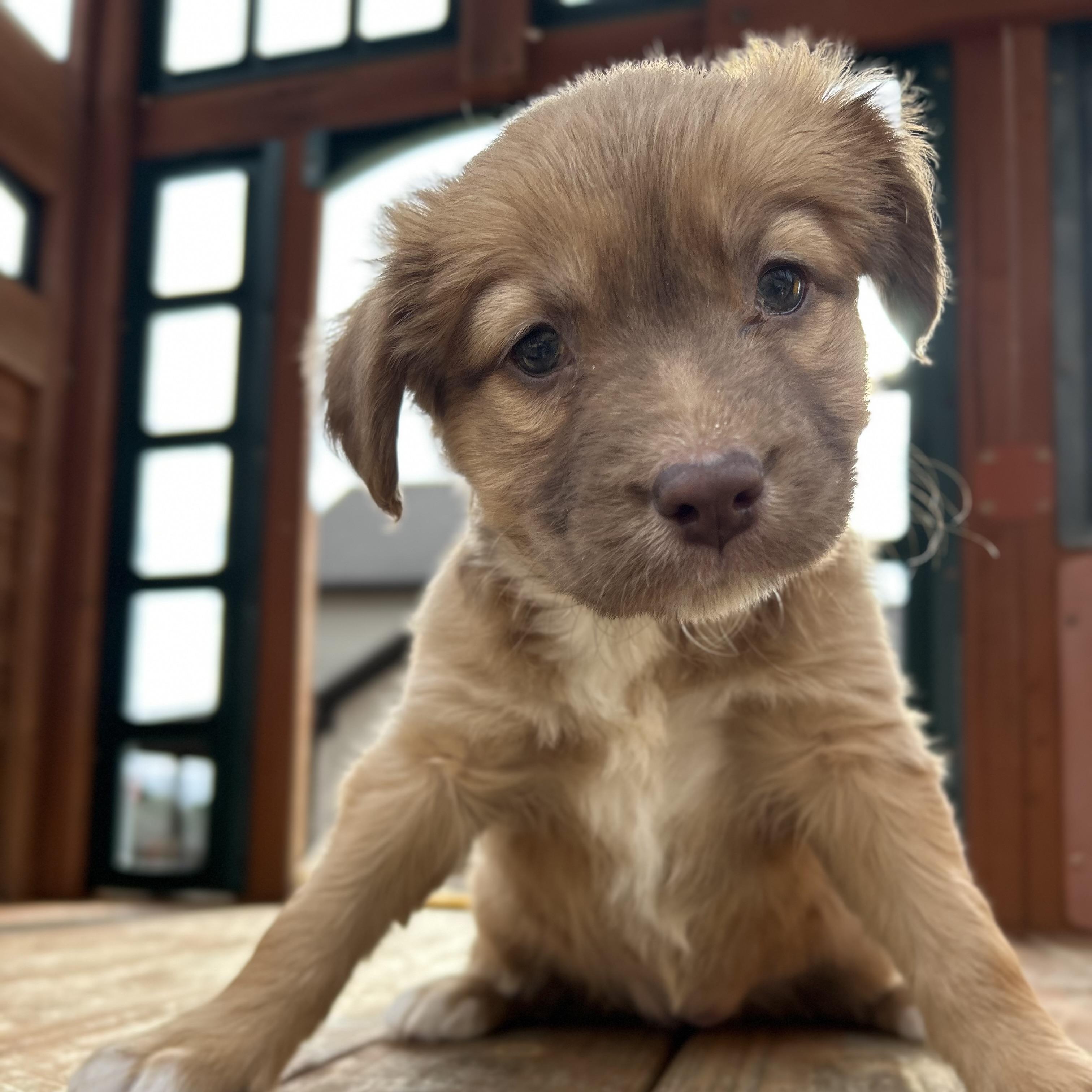 Enlarge Ginger, a Adoptable mixed breed in Roanoke, VA image 4/6