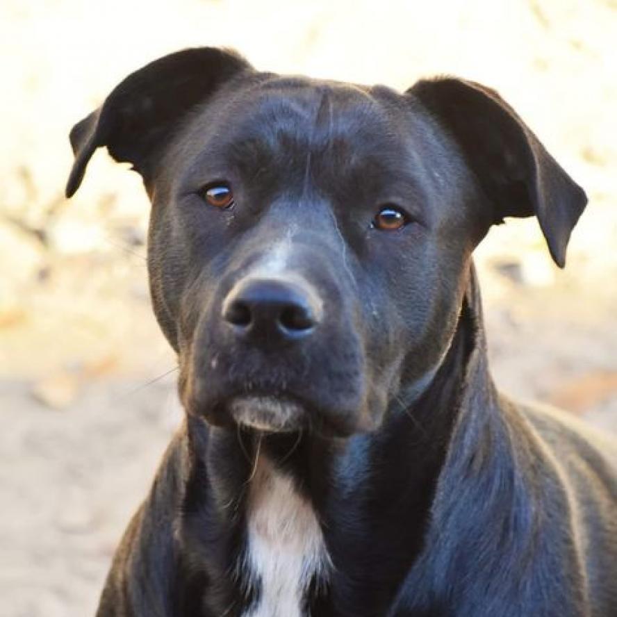 Angel, a Adoptable mixed breed in Hackett, AR image 1/6