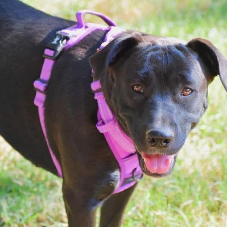 Angel, a Adoptable mixed breed in Hackett, AR image 2/6