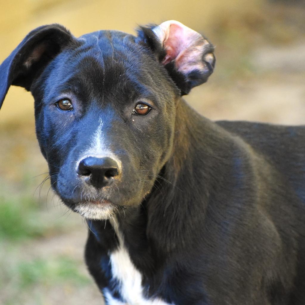 Angel, a Adoptable mixed breed in Hackett, AR image 3/6