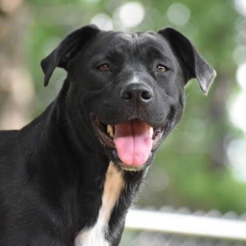 Angel, a Adoptable mixed breed in Hackett, AR image 4/6
