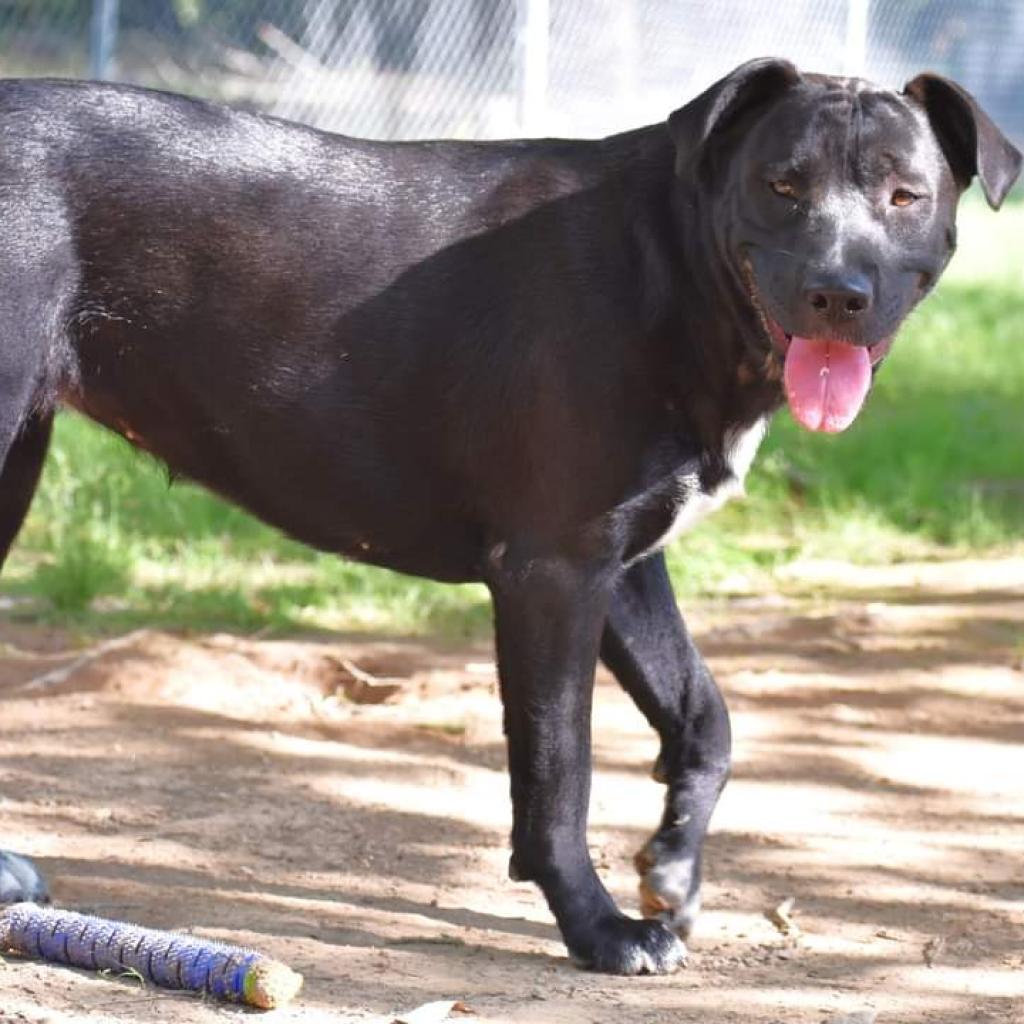 Angel, a Adoptable mixed breed in Hackett, AR image 5/6