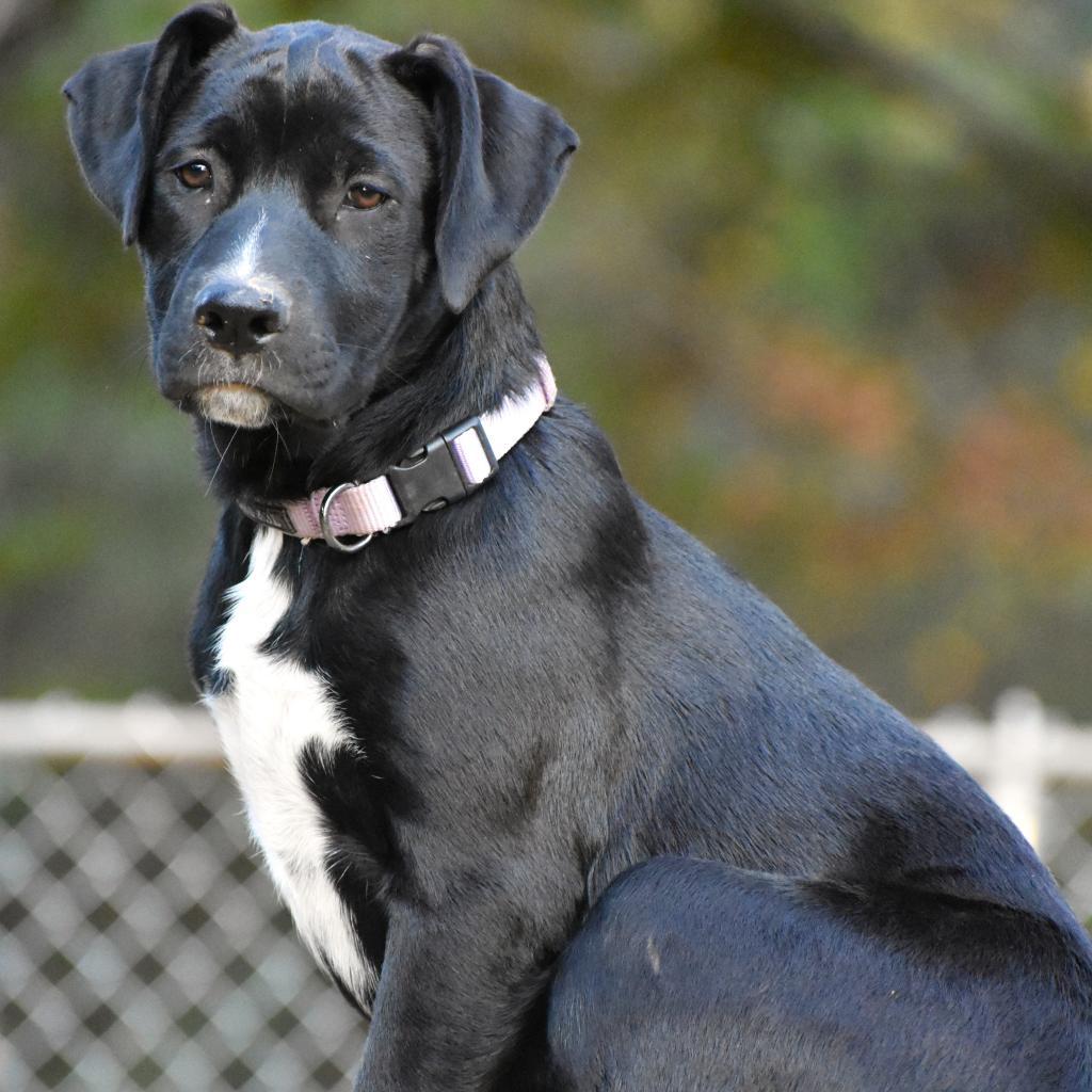 Angel, a Adoptable mixed breed in Hackett, AR image 6/6