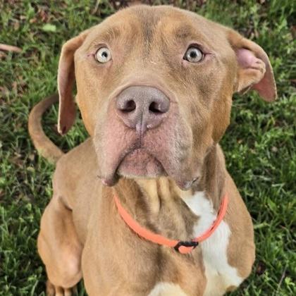 Otis, ADOPTABLE, Adult Male Mixed Breed.