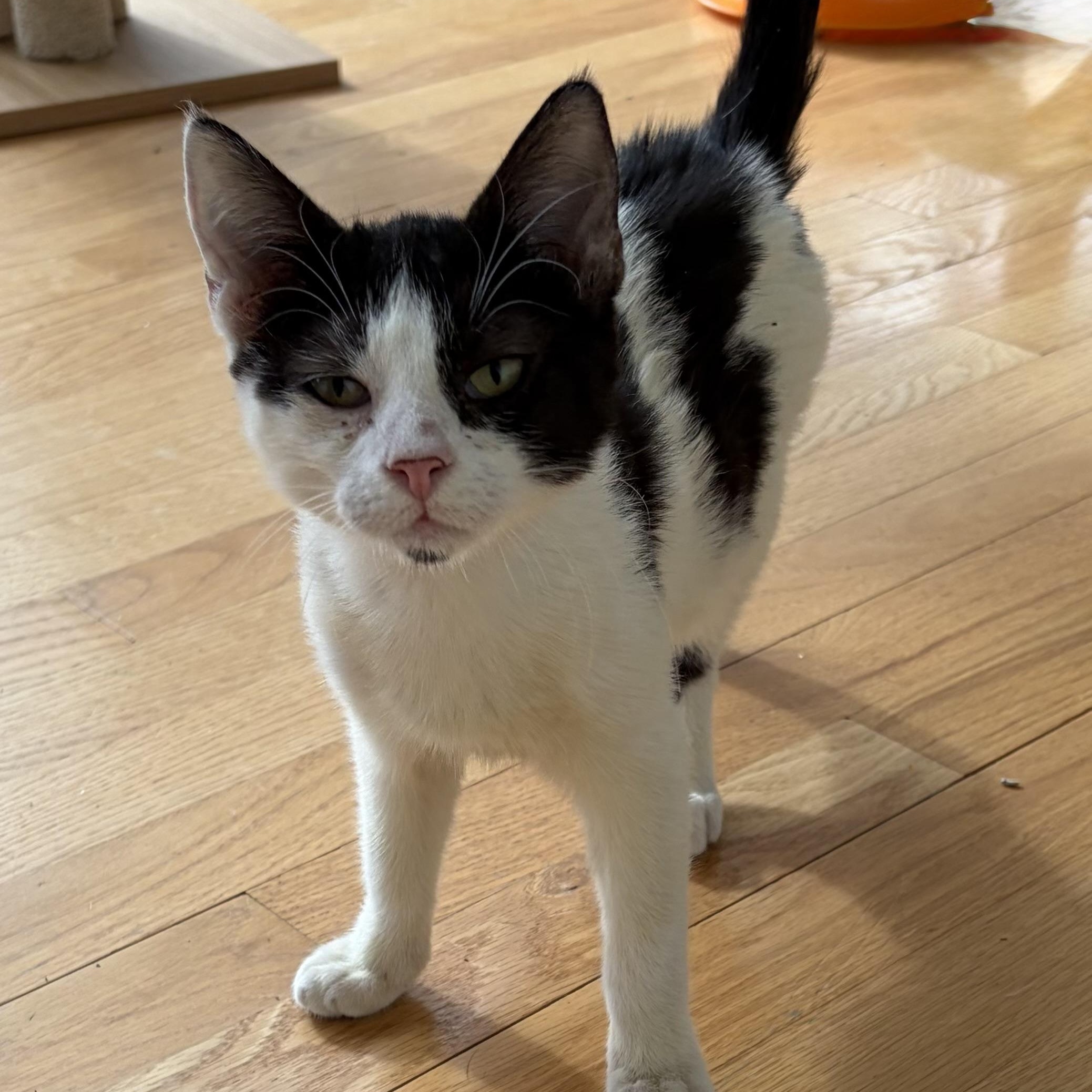 Tommy, ADOPTABLE, Kitten Male Domestic Short Hair.