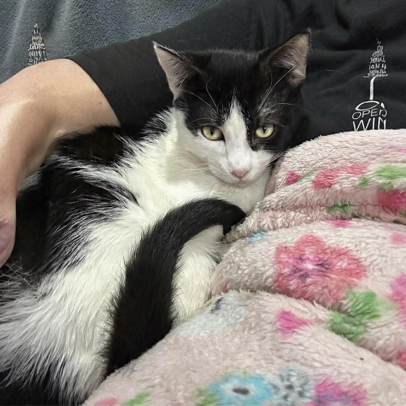 Enlarge Tommy, a ADOPTABLE Domestic Short Hair in Warren, NJ image 6/6