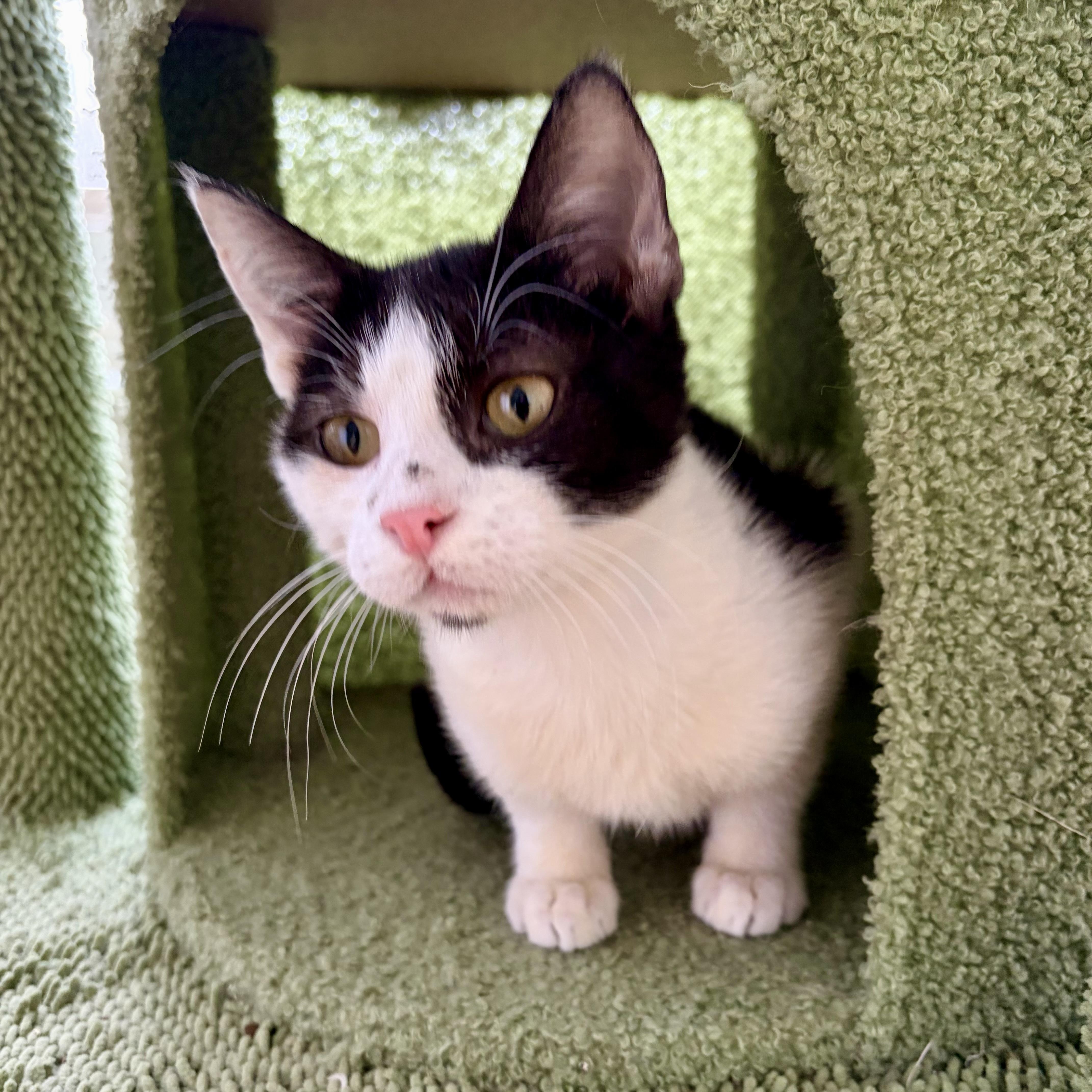 Enlarge Tommy, a ADOPTABLE Domestic Short Hair in Warren, NJ image 3/5