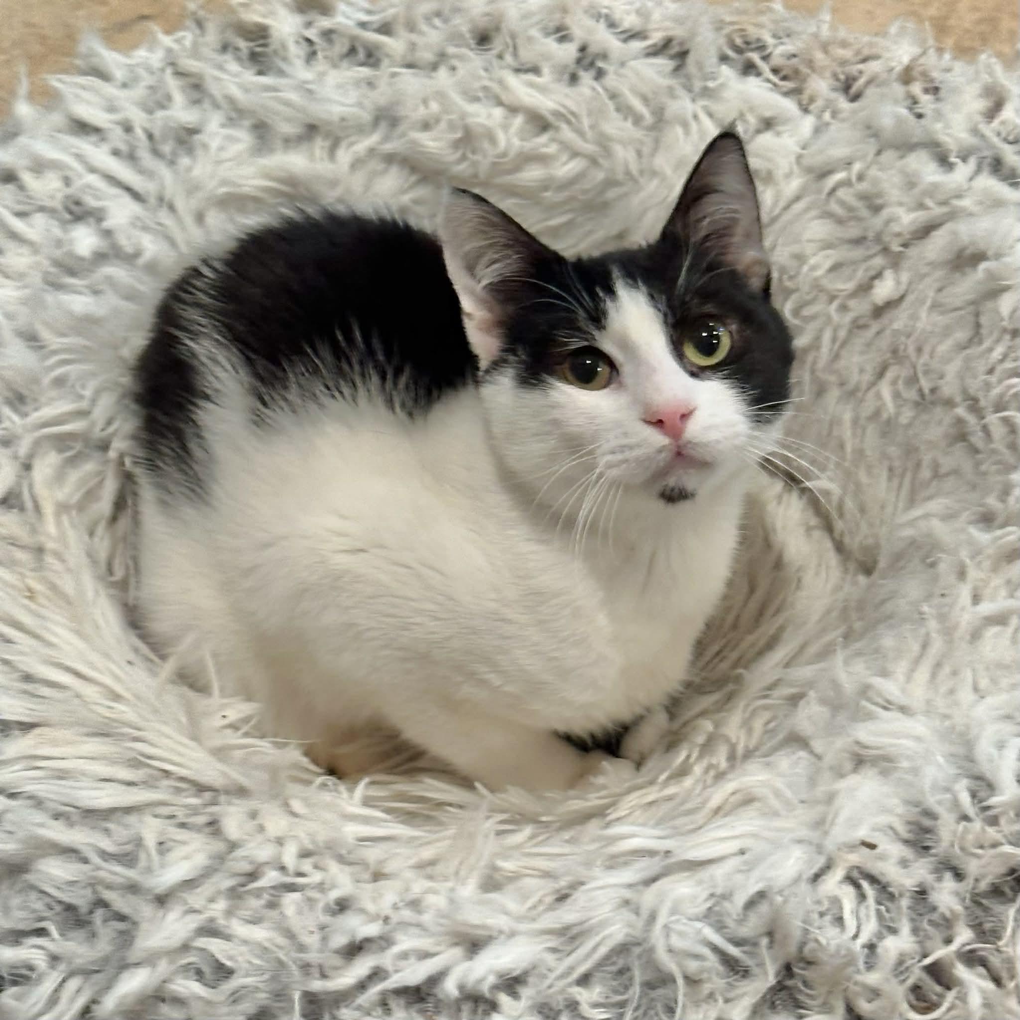 Enlarge Tommy, a ADOPTABLE Domestic Short Hair in Warren, NJ image 1/6