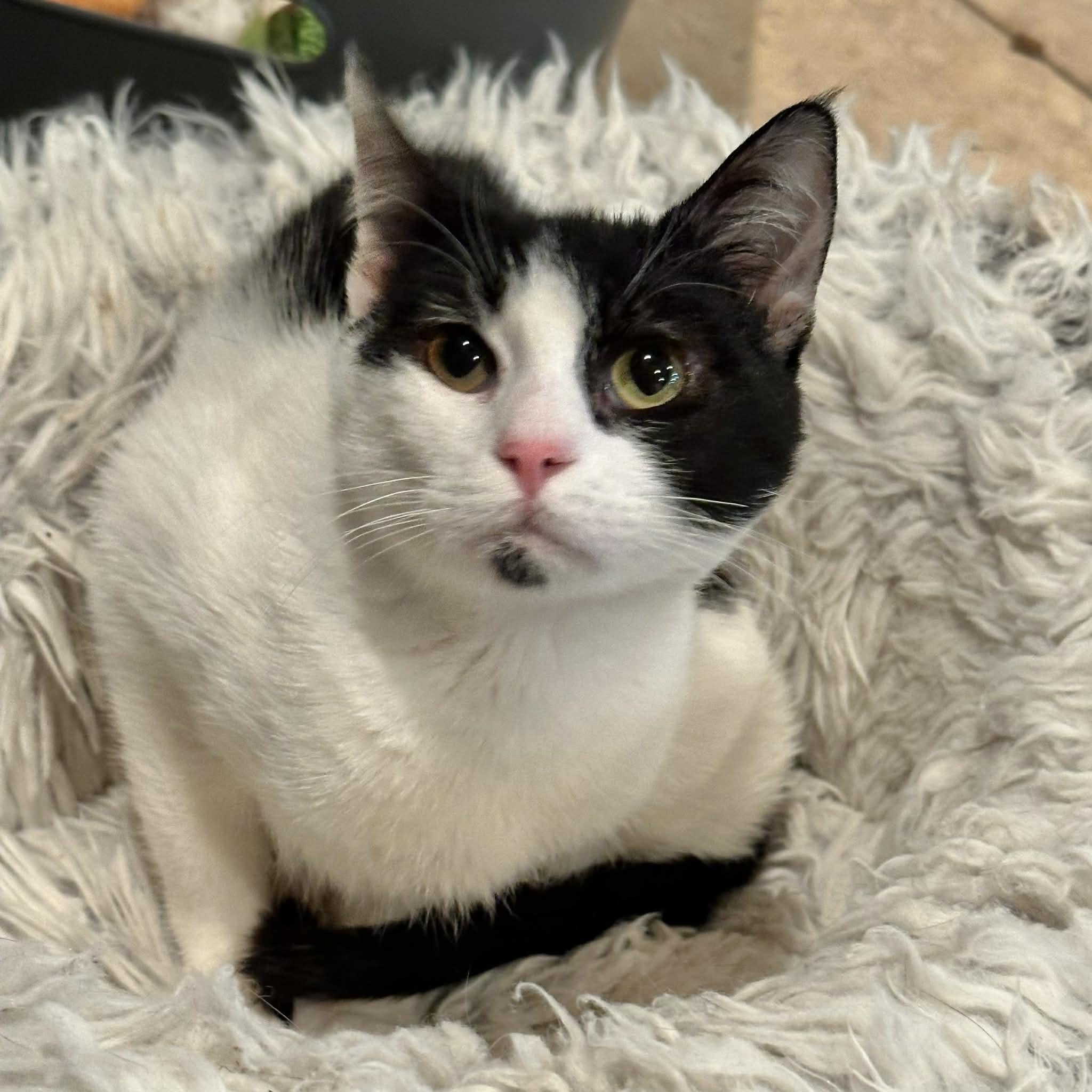 Enlarge Tommy, a ADOPTABLE Domestic Short Hair in Warren, NJ image 6/6