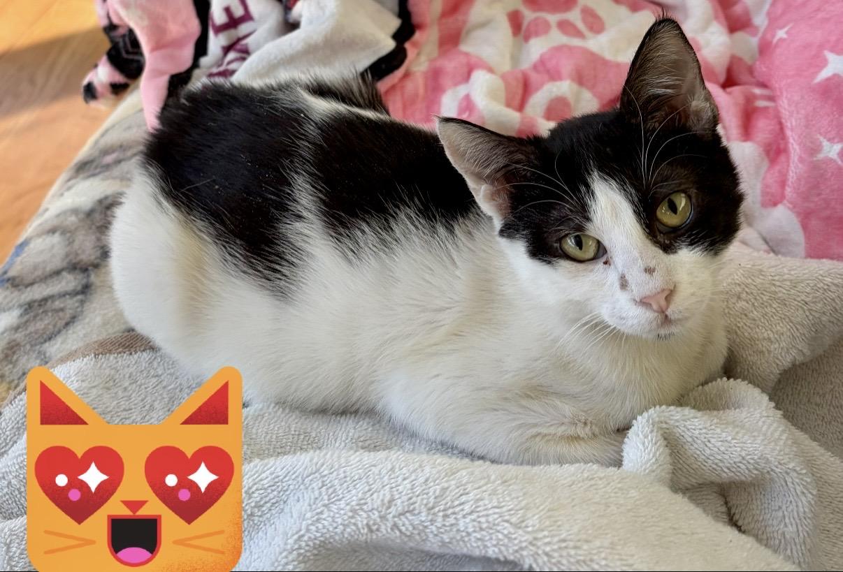 Enlarge Tommy, a ADOPTABLE Domestic Short Hair in Warren, NJ image 2/5