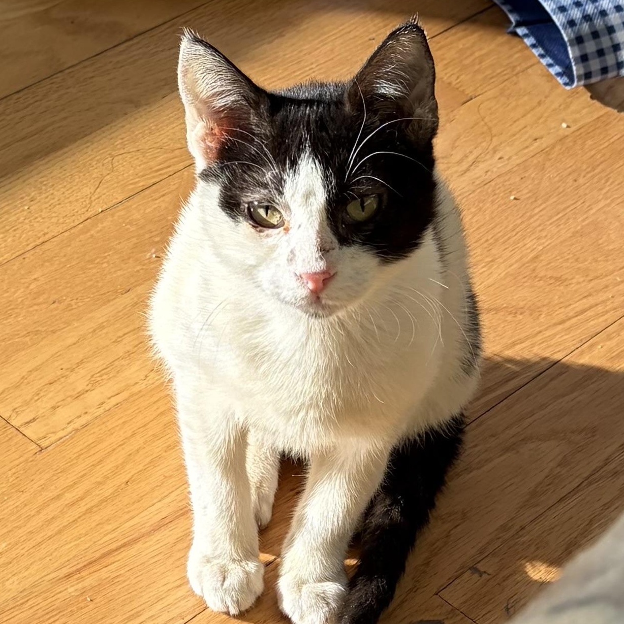 Enlarge Tommy, a ADOPTABLE Domestic Short Hair in Warren, NJ image 4/5