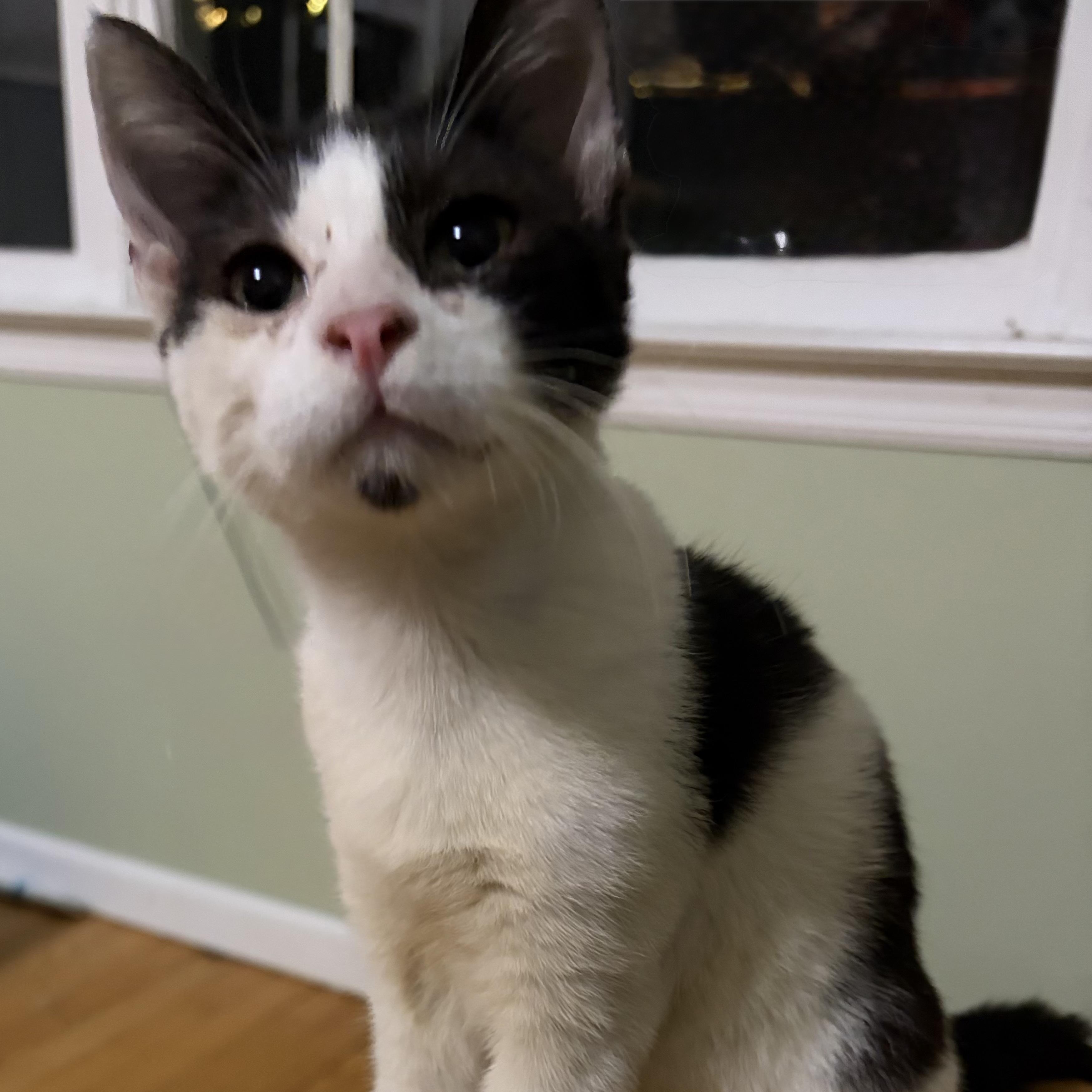 Enlarge Tommy, a ADOPTABLE Domestic Short Hair in Warren, NJ image 5/5