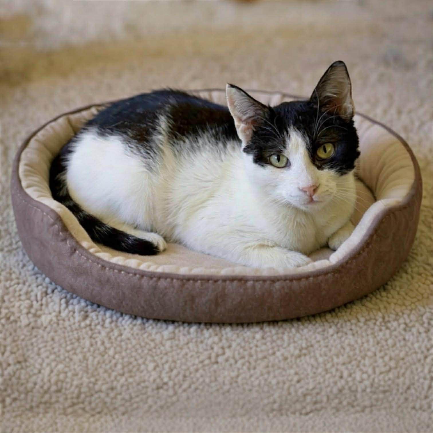 Enlarge Tommy, a ADOPTABLE Domestic Short Hair in Warren, NJ image 1/6