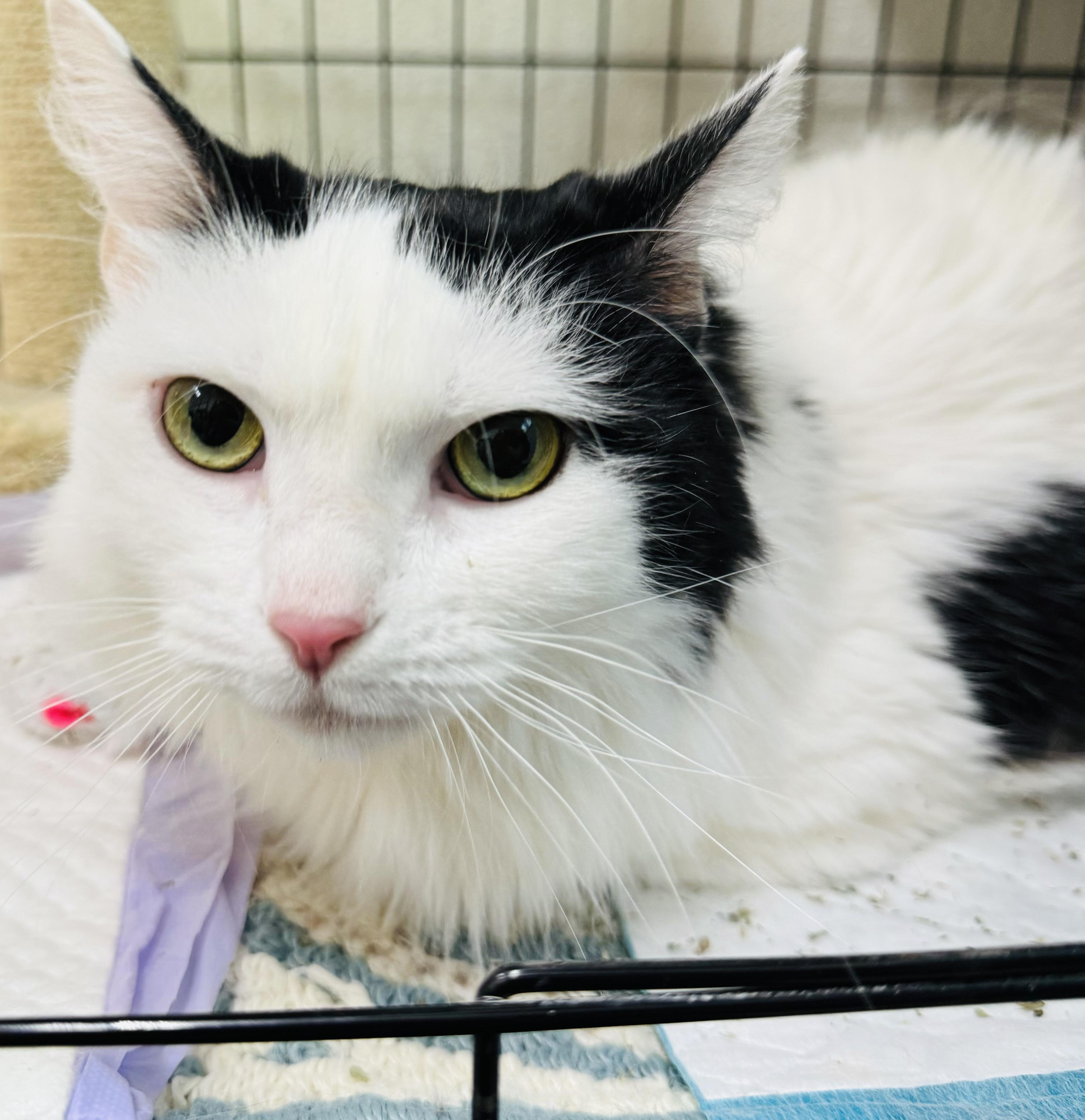 Scarlette, a Adoptable Domestic Long Hair in Wasilla, AK image 2/6