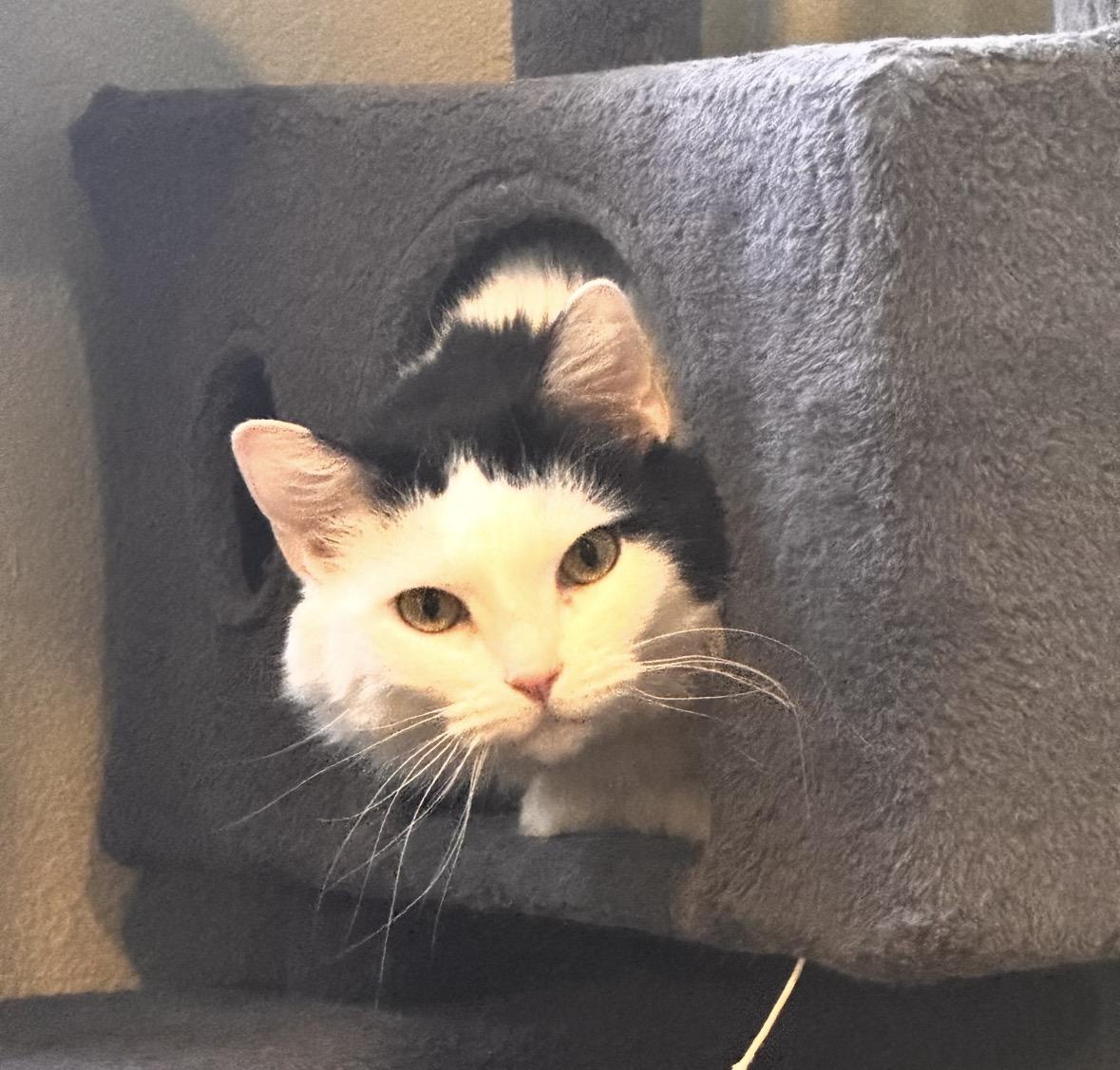 Enlarge Scarlette, a Adoptable Domestic Long Hair in Wasilla, AK image 1/1