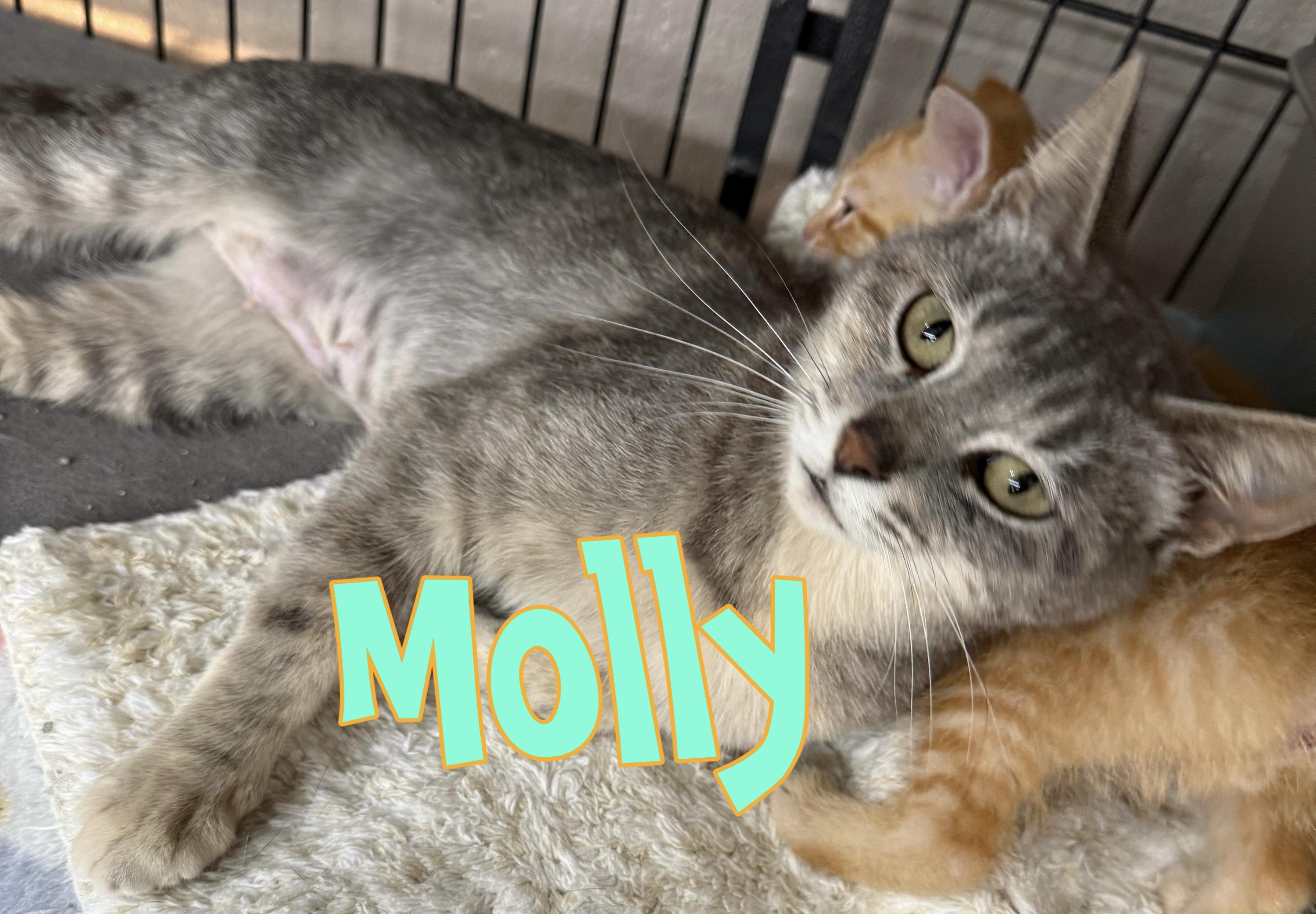 Molly, a Adoptable Domestic Short Hair in Lebanon, KY image 1/3
